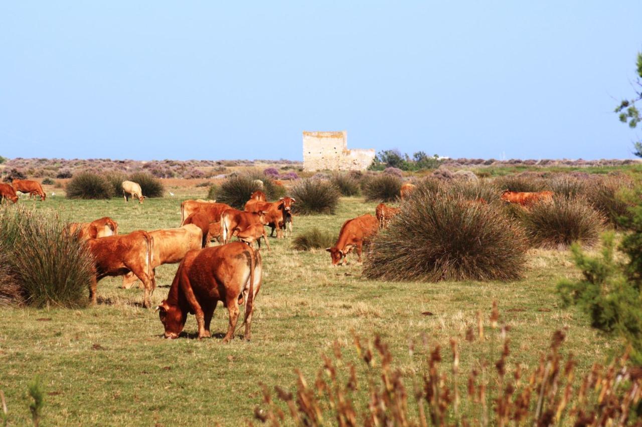 Herdade dos Salgados do Fialho FAO Exterior foto